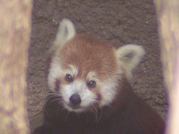 RedPanda26