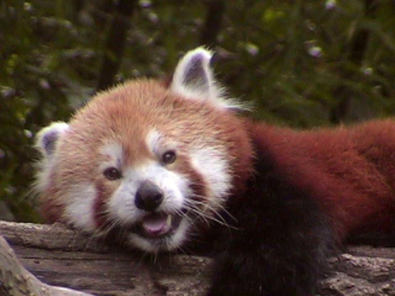 RedPanda27