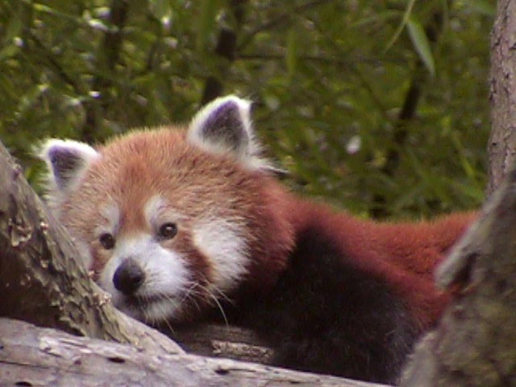 RedPanda28