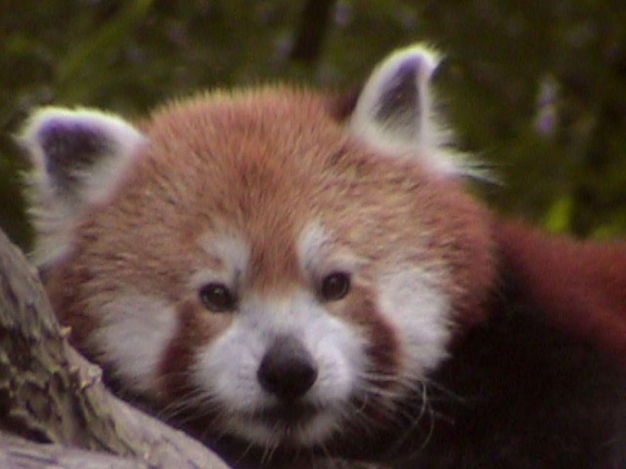 RedPanda29