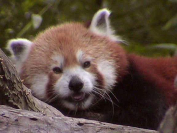 RedPanda30