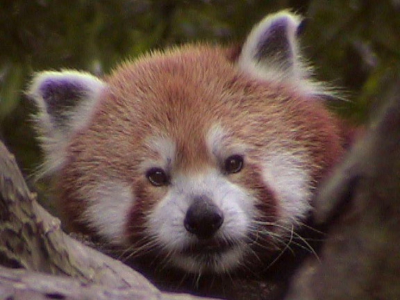 RedPanda31