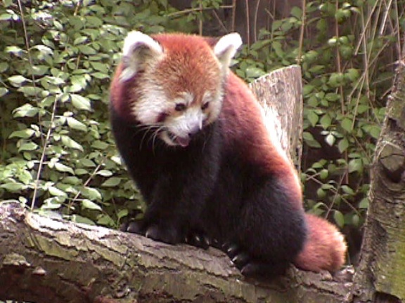 RedPanda32