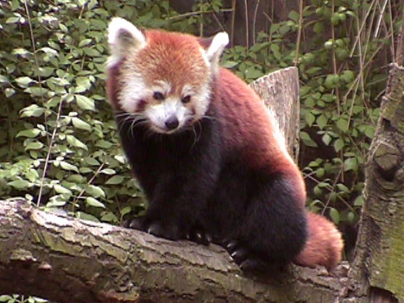 RedPanda33