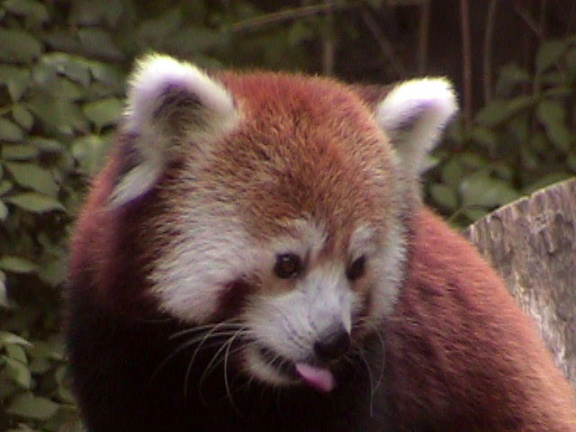 RedPanda34