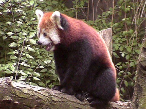 RedPanda35