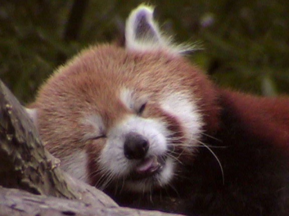 RedPanda36