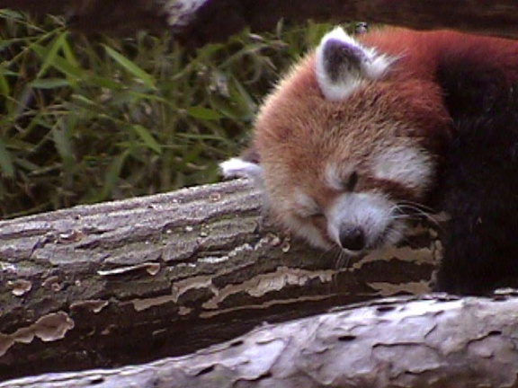 RedPanda37