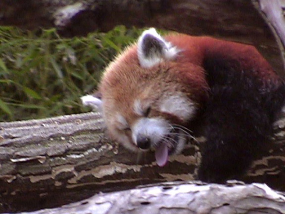 RedPanda38
