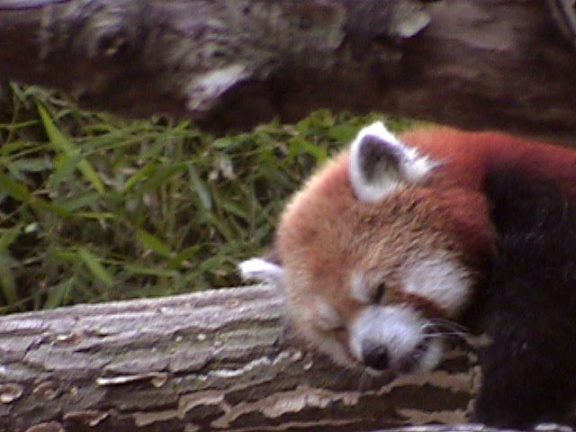 RedPanda39