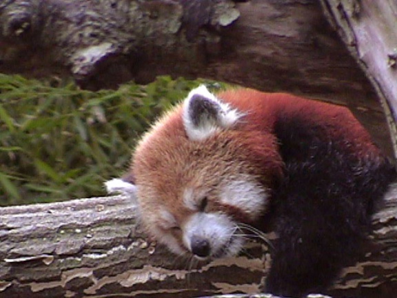 RedPanda40