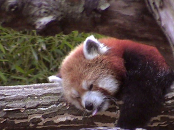 RedPanda41