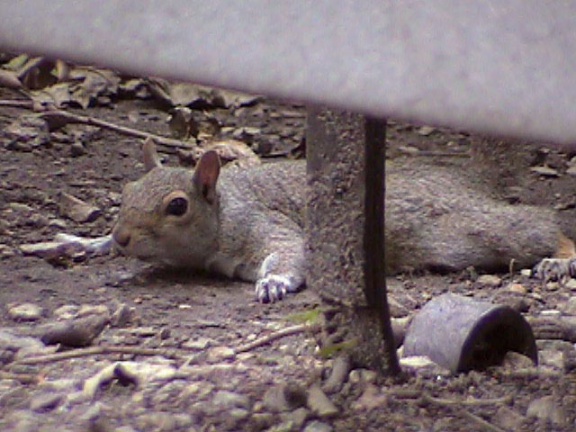 Squirrel02
