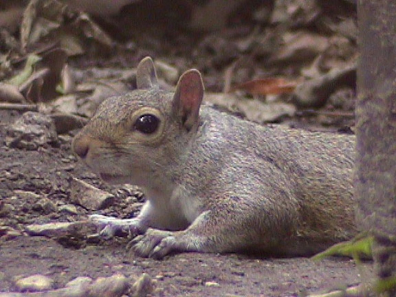 Squirrel03