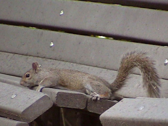 Squirrel06