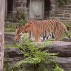 Tiger04