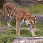 Tiger05