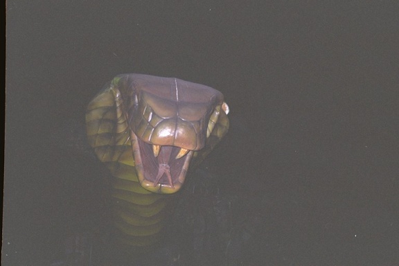 Chakat Cf8-d-07