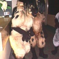 Hyenas3
