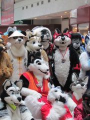 Devilwuff EF17 1667