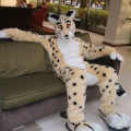 BrownWolf FC2009 059