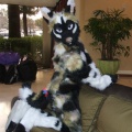 BrownWolf FC2009 060