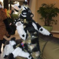 BrownWolf FC2009 061