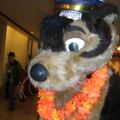 BrownWolf FC2009 067