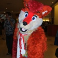 BrownWolf FC2009 071