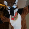 BrownWolf FC2009 075