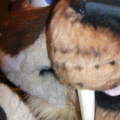 BrownWolf FC2009 077