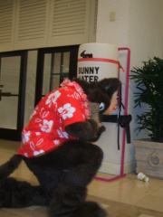 BrownWolf FC2009 241