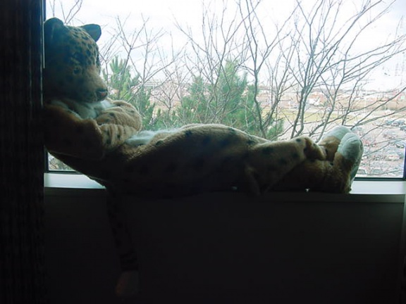 JavuJaguar Window01