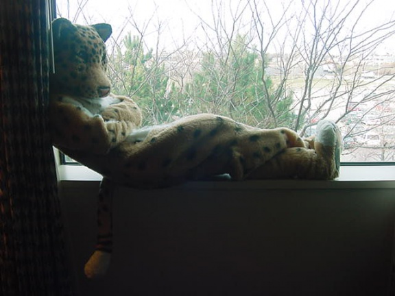 JavuJaguar Window02
