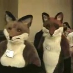 mfm2001 foxes