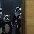 Jackass the movie - Night pandas