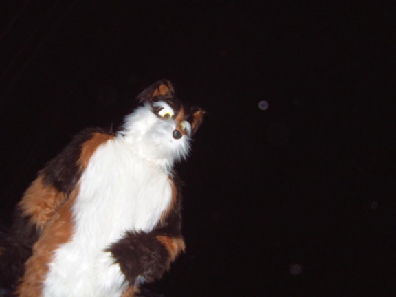 furbo-night-small