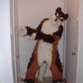 furbo-at-my-right