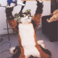 furbo-hendrix