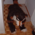 furbo-the-animal