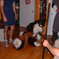 furbo search