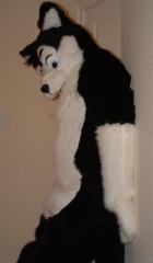 husky10