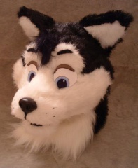 husky3