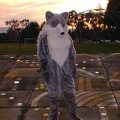 silvfox-cost-1