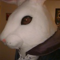 Bunny16