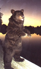 bearatsunset