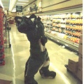 Wolf a Roo drinking