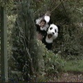 panda 2bvulture