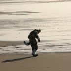 daiquiri beach beachdog