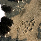 daiquiri beach pawprints